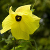 40 AMBRETTE / MUSK MALLOW Hibiscus Abelmoschus Moschatus Flower Seeds