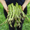 125 ASPARAGUS UC72 Officinallis Mary's Granddaughter Vegetable Seeds