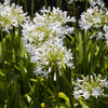 25 WHITE LILY of the NILE Agapanthus Orientalis African Lily Flower Seeds