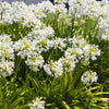 25 WHITE LILY of the NILE Agapanthus Orientalis African Lily Flower Seeds