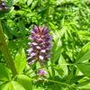 10 COMMON LICORICE Liquorice Glycyrrhiza Glabra Herb Purple Flower Seeds