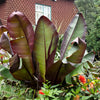 5 RED ABYSSINIAN BANANA Musa Ensete Ventricosum Flowering Fruit Tree Seeds