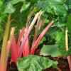 40 PINK FLAMINGO SWISS CHARD Beta Vulgaris Perpetual Spinach Vegetable Seeds