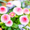 100 MIXED Colors ENGLISH DAISY Bellis Perennis Flower Seeds