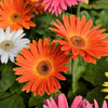 20 GERBER DAISY Mix Gerbera Jamesonii aka Barberton or African Daisy Mixed Colors Pink Purple Red Orange Yellow White Flower Seeds