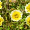 500 TIDY TIPS Layia Platyglossa Native Yellow & White Flower Seeds