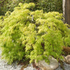 10 WEEPING LACELEAF MAPLE Japanese Acer Palmatum Dissectum Green Yellow Red Tree Seeds