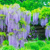 5 JAPANESE WISTERIA Floribunda Flower Purple Ornamental Vine Climber Seeds