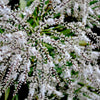 25 BLUE DRACAENA ( Spikes / Broad Leaved Cabbage Tree / Mountain Cabbage ) Cordyline Indivisa Flower Seeds