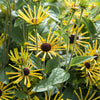 300 SWEET CONEFLOWER Rudbeckia Subtomentosa Yellow Black Eyed Susan Flower Seeds