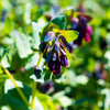 10 BLUE SHRIMP PLANT / Honeywort Cerinthe Major Flower Seeds