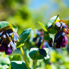 10 BLUE SHRIMP PLANT / Honeywort Cerinthe Major Flower Seeds
