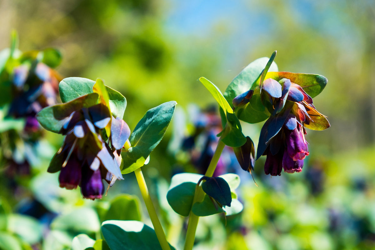 Blue Shrimp Plant Seeds – / Honeywort Cerinthe Major Flower – photo 8