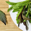 300 EPAZOTE (Mexican Tea) Chenopodium Ambrosioides  Dysphania Herb Flower Seeds