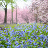 25 VIRGINIA BLUEBELLS True Blue & Pink Mertensia Virginica Flower Seeds