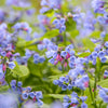 25 VIRGINIA BLUEBELLS True Blue & Pink Mertensia Virginica Flower Seeds