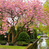 10 JAPANESE FLOWERING CHERRY Tree Oriental Prunus Serrulata Flower Seeds