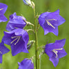 500 TELHAM BEAUTY BELLFLOWER Blue Peach Leaved Campanula Persicifolia Flower Seeds