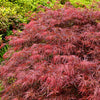 Red Dwarf Japanese Laceleaf Maple Seeds – Tree Lace Blood Acer Palmatum Atropurpureum Dissectum Shrub – photo 4