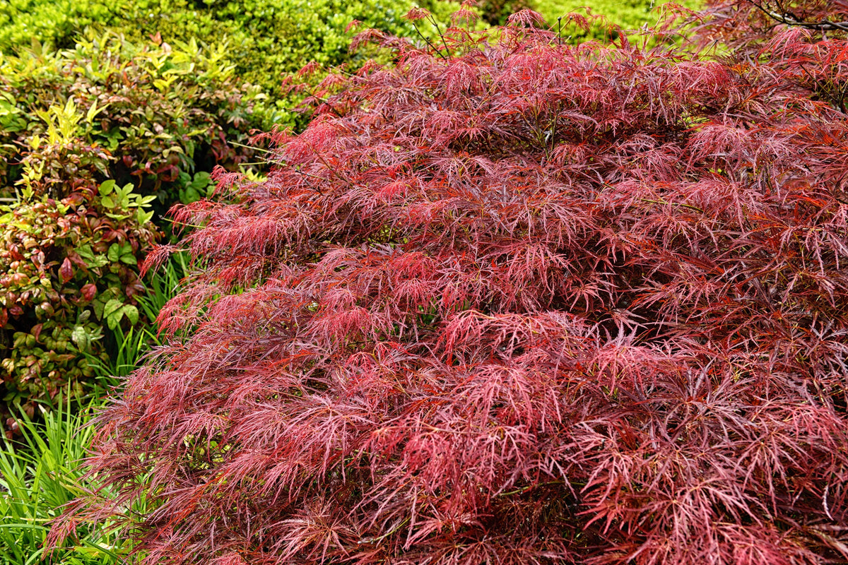 Red Dwarf Japanese Laceleaf Maple Seeds – Tree Lace Blood Acer Palmatum Atropurpureum Dissectum Shrub – photo 4