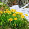 15 MOUNTAIN ARNICA Montana Wolf's Bane Yellow Flower Herb Seeds