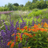30 ORANGE BUTTERFLY MILKWEED Asclepias Tuberosa Flower Seeds