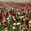 3000 CRIMSON CLOVER (Carnation, French, or Italian Clover) Trifolium Incarnatum Flower Seeds