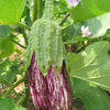 30 Pandora STRIPED ROSE EGGPLANT Solanum Melongena White Fruit Vegetable Seeds
