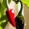 25 BLACK HUNGARIAN PEPPER Capsicum Annuum Mildly Hot Vegetable Seeds