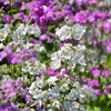 100 LAVENDER FAIRY PRIMROSE Purple Primula Malacoides Baby Primrose Shade Houseplant Flower Seeds