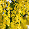 25 SIBERIAN PEASHRUB Caragana Arborescens Peatree Yellow Flower Legume Vegetable Seeds