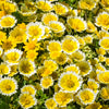 500 TIDY TIPS Layia Platyglossa Native Yellow & White Flower Seeds