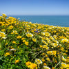 500 TIDY TIPS Layia Platyglossa Native Yellow & White Flower Seeds
