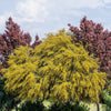 10 GOLDEN MIMOSA Acacia Baileyana Yellow Wattle Tree Flower Seeds