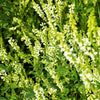 1500 WHITE Blossom SWEET CLOVER Melilotus Officinalis Alba Albus Sweetclover Honey Clover Flower Seeds