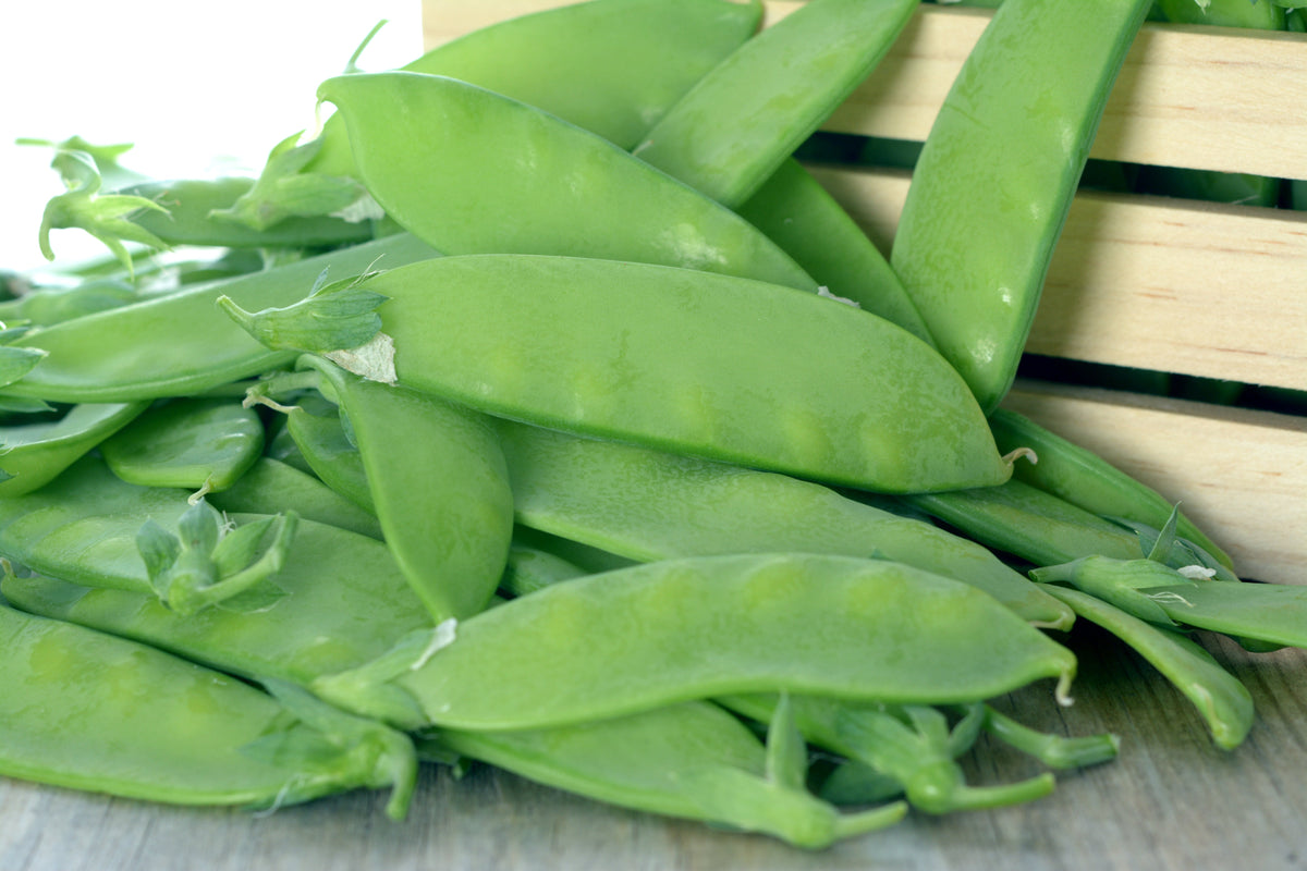 Oregon Sugar Pod Ii Seeds – Pea Pisum Sativum Macrocarpon Vegetable