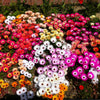 Mixed Colors Ice Plant ( Mesembryanthemum Daisy / Livingstone Daisy ) Dorotheanthus Bellidiformis Flower Seeds – photo 2