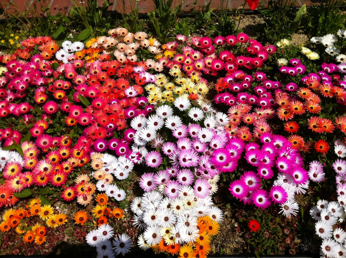 Mixed Colors Ice Plant ( Mesembryanthemum Daisy / Livingstone Daisy ) Dorotheanthus Bellidiformis Flower Seeds – photo 2