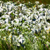 100 ARCTIC SWEET COLTSFOOT Petasites Frigidus Sun Shade Moist White Pink Flower Herb Seeds