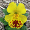 250 YELLOW MONKEY FLOWER Mimulus Grandiflorus Perennial Flower Seeds