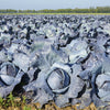 500 RED ACRE CABBAGE Brassica Oleracea Capitata Vegetable Seeds
