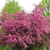 English Hawthorn Tree Seeds – Edible Fruit Flower Mayflower Crataegus Laevigata – photo 6