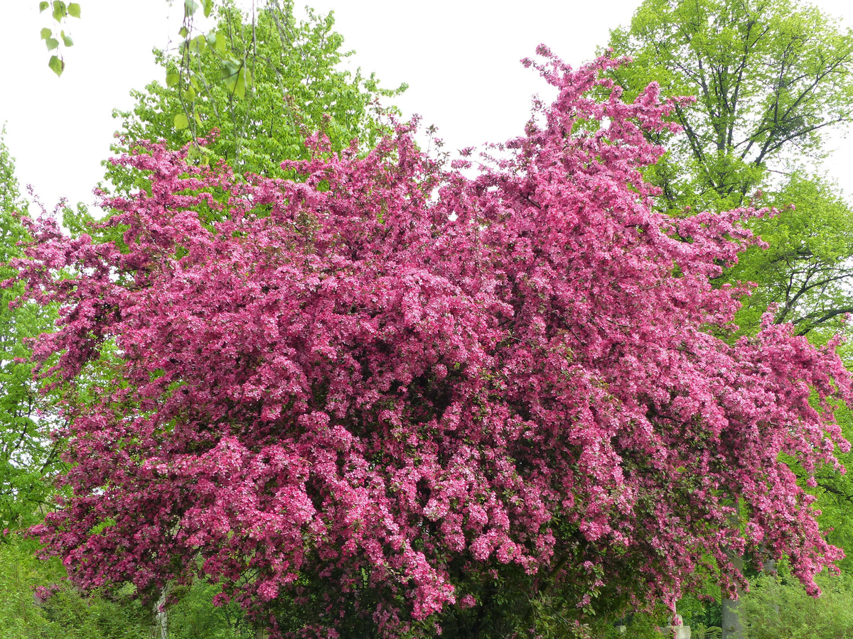 English Hawthorn Tree Seeds – Edible Fruit Flower Mayflower Crataegus Laevigata – photo 6