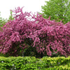 English Hawthorn Tree Seeds – Edible Fruit Flower Mayflower Crataegus Laevigata – photo 2