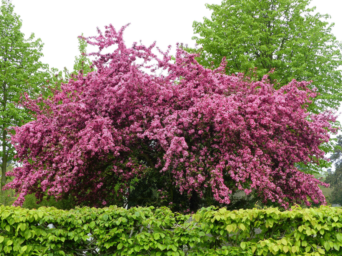English Hawthorn Tree Seeds – Edible Fruit Flower Mayflower Crataegus Laevigata – photo 2