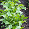 2000 ARUGULA Eruca Vesicaria Sativa Greens Vegetable Seeds