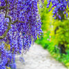 5 BLUE CHINESE WISTERIA Sinensis Ornamental Vine Climber Blue Violet Purple Flower Seeds