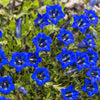 15 Blue STEMLESS GENTIAN Gentiana Acaulis Kochiana Flower Seeds