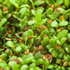 Cimarron Alfalfa Seeds – Medicago Sativa Ground Cover Forage Purple Flower – photo 7