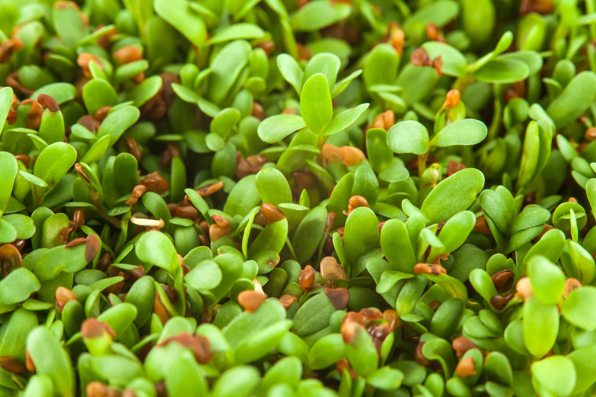 Cimarron Alfalfa Seeds – Medicago Sativa Ground Cover Forage Purple Flower – photo 7